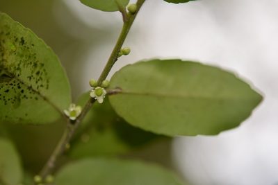 Ilex discolor, photographed by Neptalí Ramírez Marcial