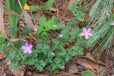 Geranium goldmanii, photographed by Neptalí Ramírez Marcial