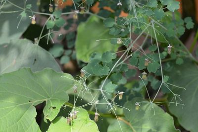 Thalictrum guatemalense, photographed by Neptalí Ramírez Marcial