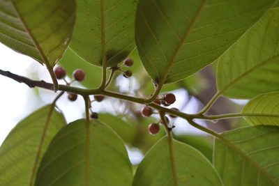 Frangula capreifolia, photographed by Neptalí Ramírez Marcial