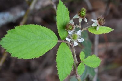 Rubus coriifolius, photographed by Neptalí Ramírez Marcial