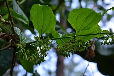 Smilax subpubescens, photographed by Neptalí Ramírez Marcial
