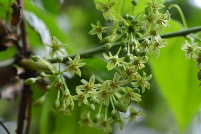 Smilax subpubescens, photographed by Neptalí Ramírez Marcial
