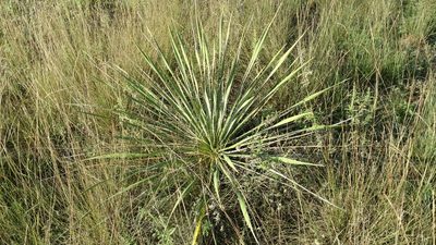 Yucca necopina, photographed by Cleveland Powell
