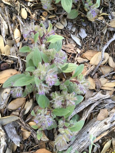 Phacelia novenmillensis, photographed by Matt Berger