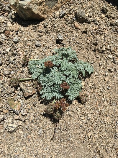 Lomatium shevockii, photographed by Matt Berger