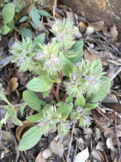 Phacelia novenmillensis, photographed by Matt Berger