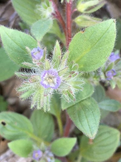 Phacelia novenmillensis, photographed by Matt Berger