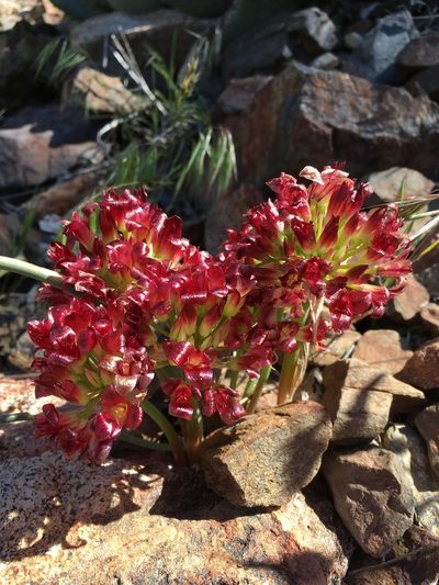 Allium shevockii, photographed by Matt Berger
