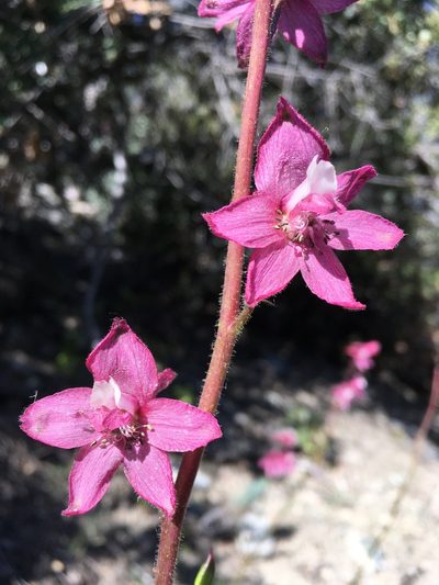 Delphinium purpusii, photographed by Matt Berger
