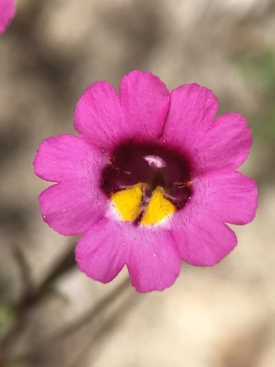 Erythranthe discolor, photographed by Matt Berger