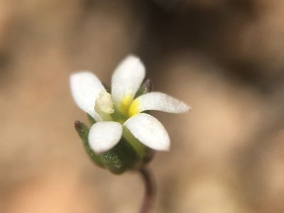 Nemacladus sigmoideus, photographed by Matt Berger