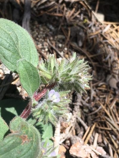 Phacelia novenmillensis, photographed by Matt Berger