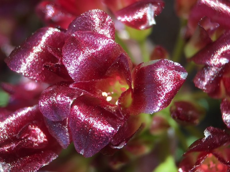 Allium shevockii, photographed by Matt Berger
