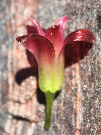 Allium shevockii, photographed by Matt Berger