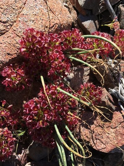 Allium shevockii, photographed by Matt Berger