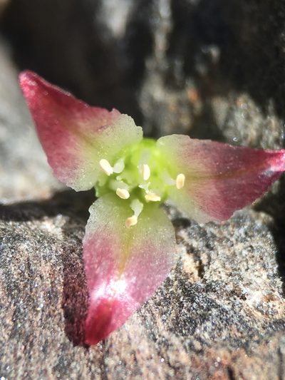 Allium shevockii, photographed by Matt Berger