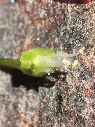 Allium shevockii, photographed by Matt Berger
