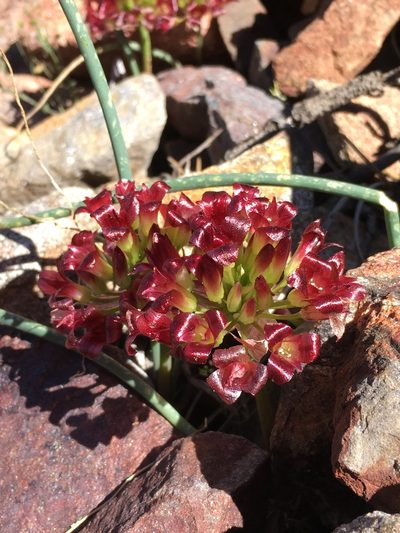 Allium shevockii, photographed by Matt Berger