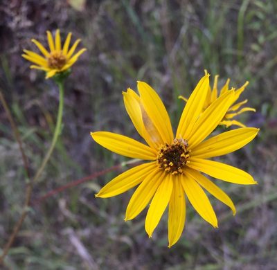 Helianthus atrorubens, photographed by Ken Kneidel