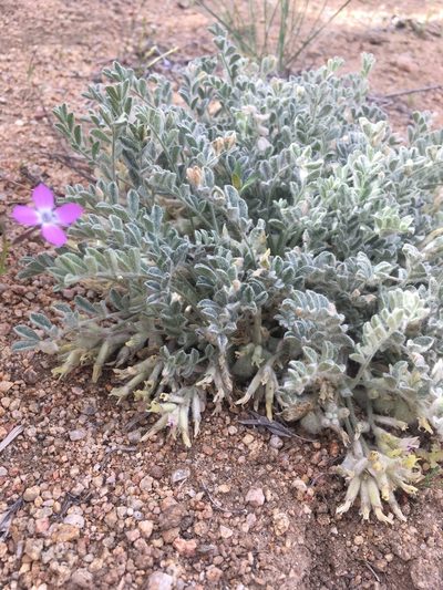 Astragalus subvestitus, photographed by Matt Berger