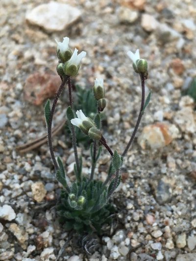Boechera pygmaea, photographed by Matt Berger