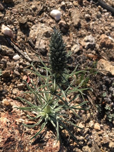 Frasera tubulosa, photographed by Matt Berger