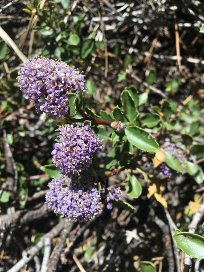 Ceanothus pinetorum, photographed by Matt Berger