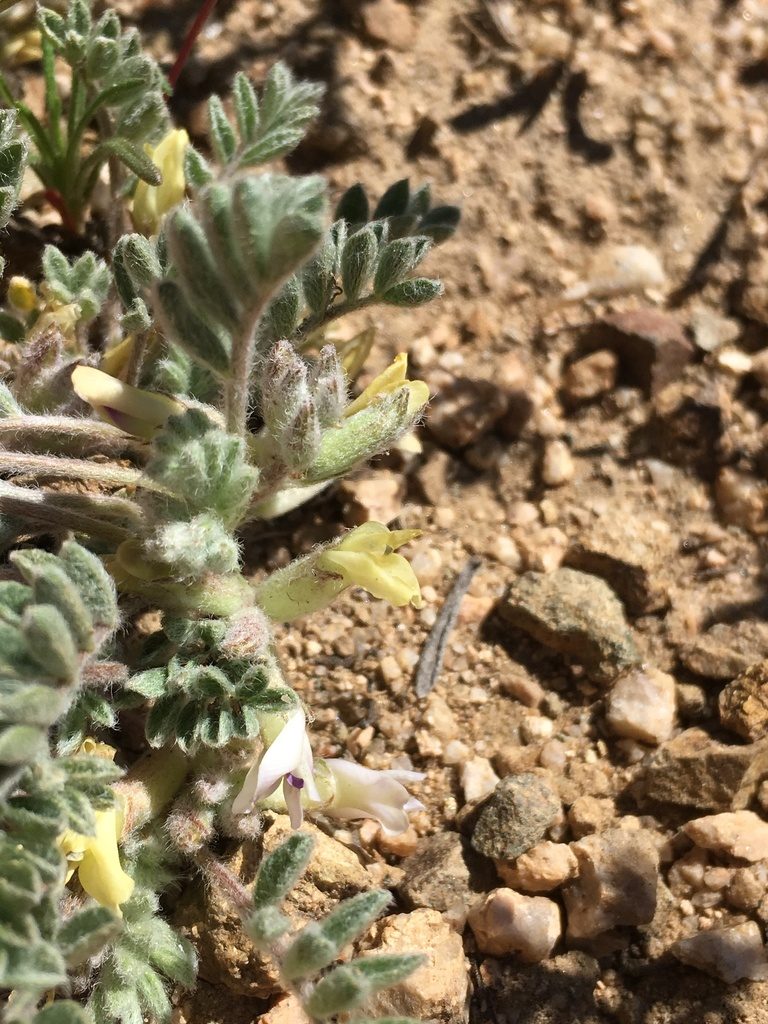 Astragalus subvestitus, photographed by Matt Berger