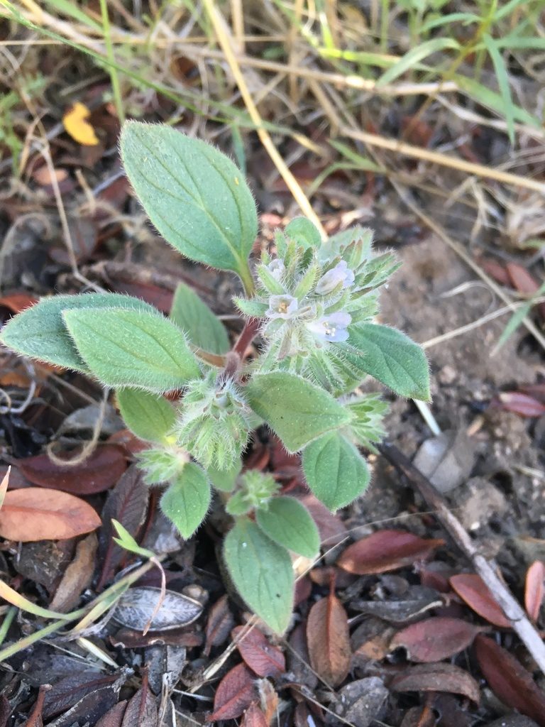Phacelia novenmillensis, photographed by Matt Berger