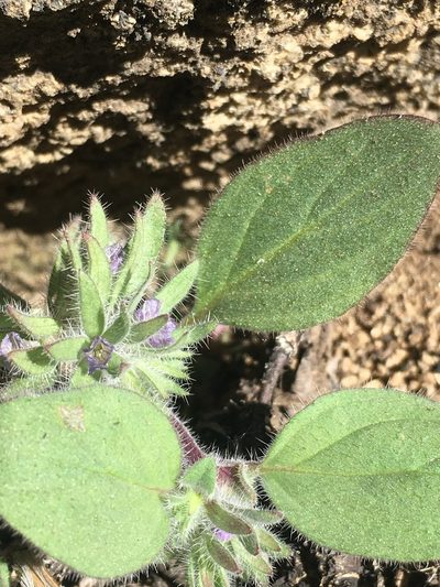 Phacelia novenmillensis, photographed by Matt Berger