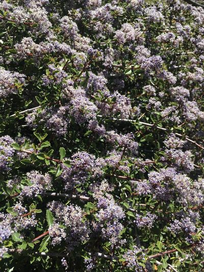 Ceanothus pinetorum, photographed by Matt Berger