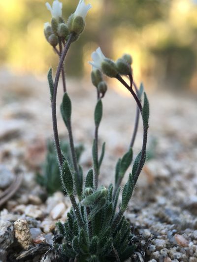 Boechera pygmaea, photographed by Matt Berger
