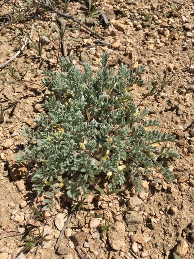 Astragalus subvestitus, photographed by Matt Berger