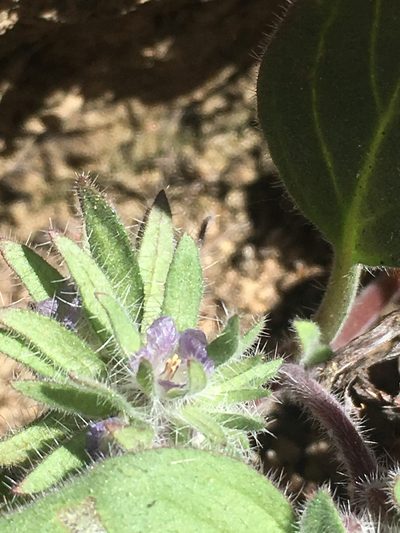 Phacelia novenmillensis, photographed by Matt Berger
