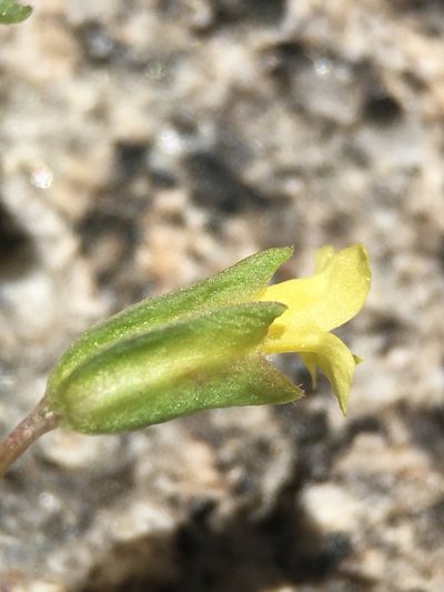 Erythranthe howaldiae, photographed by Matt Berger