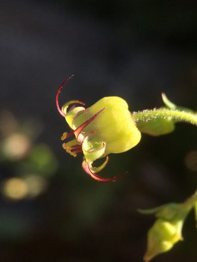 Bolandra californica, photographed by Matt Berger