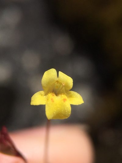 Erythranthe howaldiae, photographed by Matt Berger