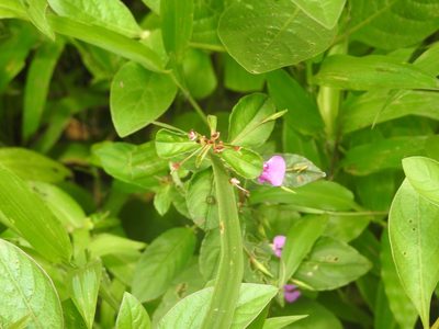 Impatiens minor, photographed by Manoj Karingamadathil