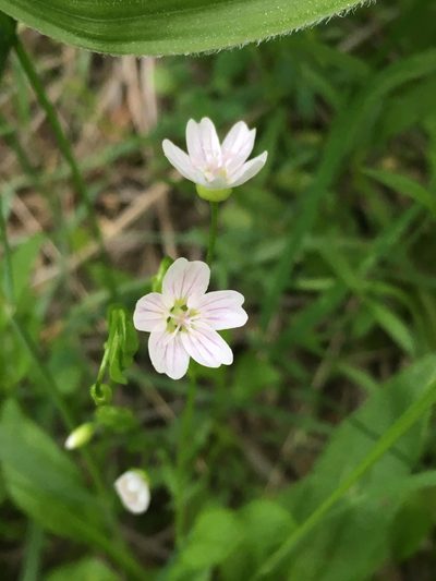 Claytonia palustris, photographed by Matt Berger