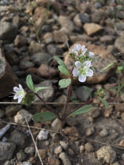 Phacelia purpusii, photographed by Matt Berger