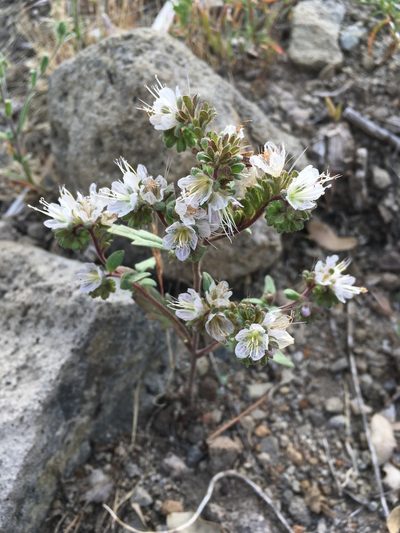 Phacelia purpusii, photographed by Matt Berger