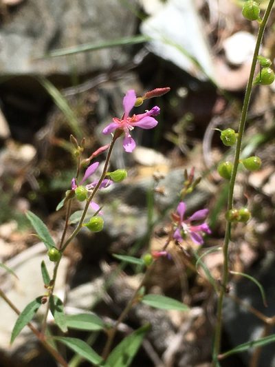 Clarkia heterandra, photographed by Matt Berger