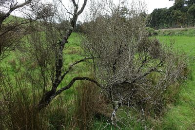 Olearia laxiflora, photographed by John Barkla