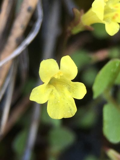 Erythranthe howaldiae, photographed by Matt Berger