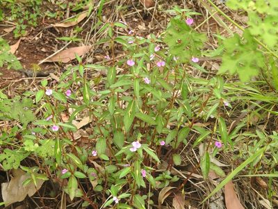 Impatiens minor, photographed by Manoj Karingamadathil