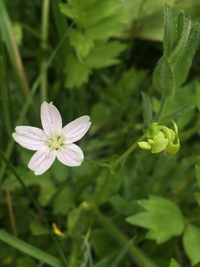 Claytonia palustris, photographed by Matt Berger