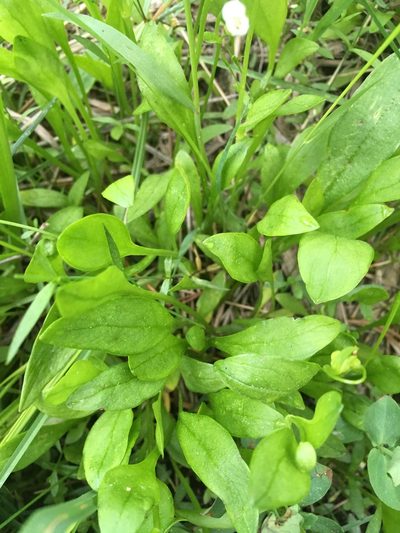 Claytonia palustris, photographed by Matt Berger