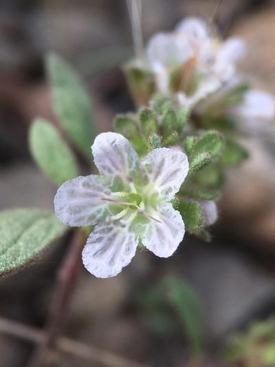 Phacelia purpusii, photographed by Matt Berger