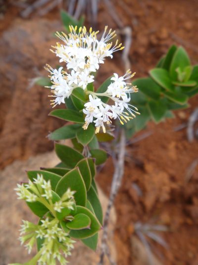 Normandia neocaledonica, photographed by naturewatchwidow